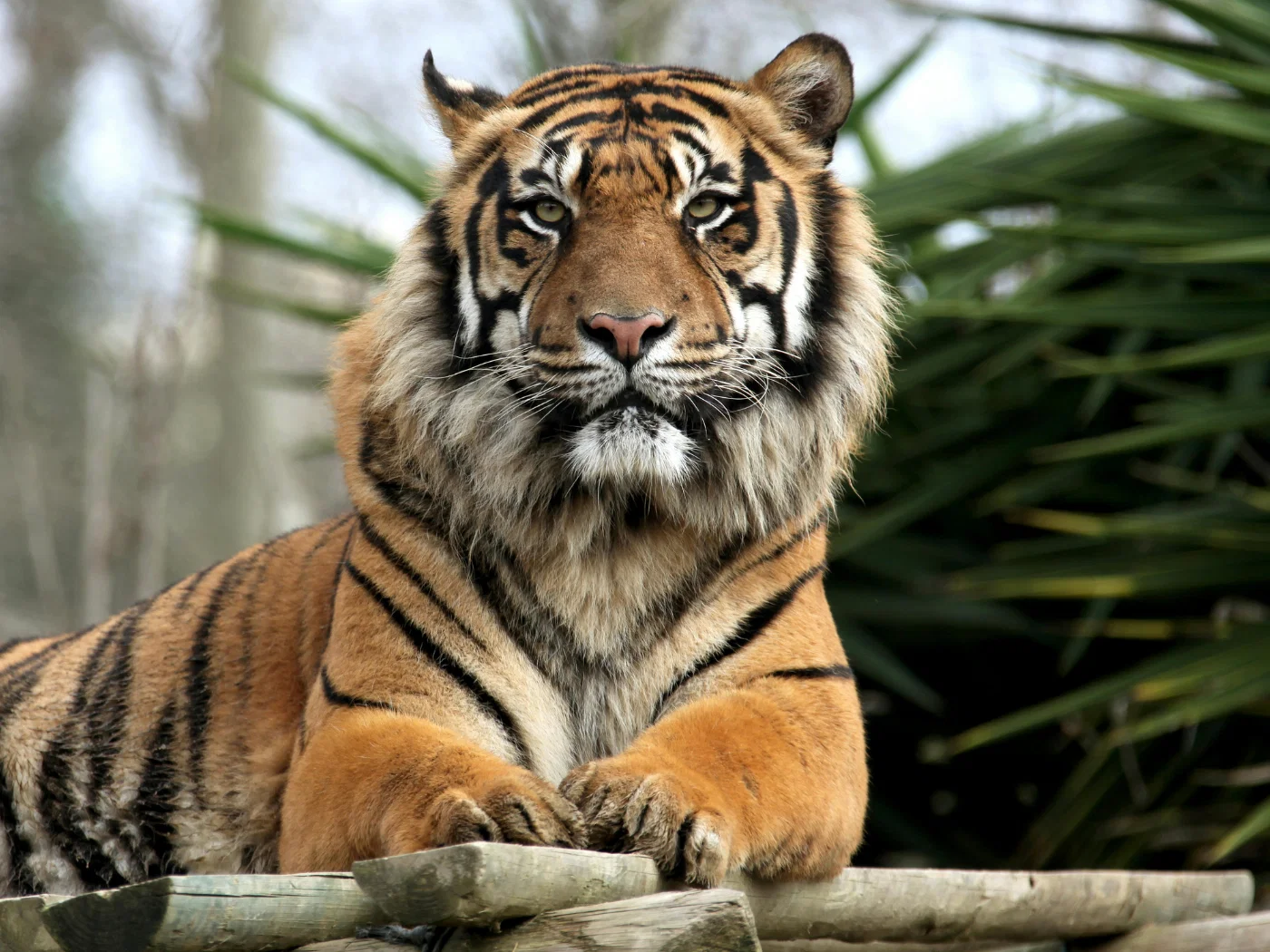 dia tigre 01.webp